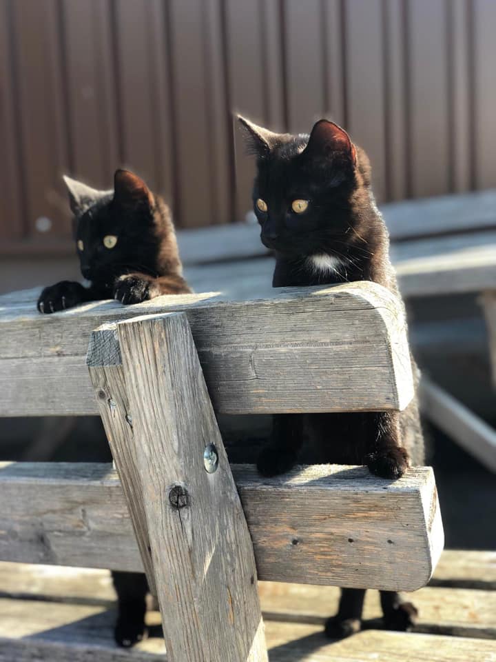 Black Zaphir und Black Shae