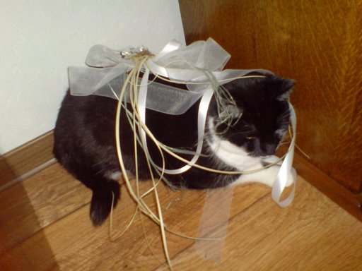 Hauskatze Micky